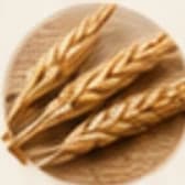 Khapli wheat grains